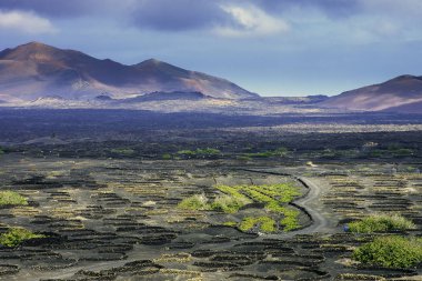 Volkan La Corona ve üzüm Vadisi - Lanzarote, Kanarya Adaları, İspanya