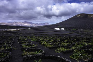 Volkan La Corona ve üzüm Vadisi - Lanzarote, Kanarya Adaları, İspanya
