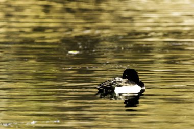 Tepeli ördek Yüzme - Bedfont göller Country Park, Londra