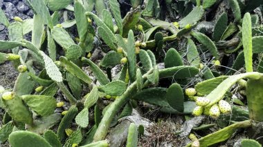 Opuntia stricta - inciri kaktüs - Lanzarote, Kanarya Adaları, İspanya