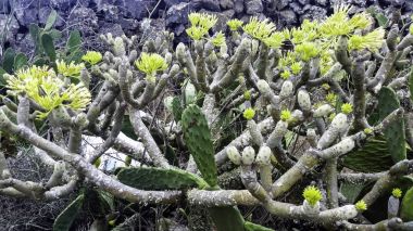 Opuntia stricta - inciri kaktüs - Lanzarote, Kanarya Adaları, İspanya