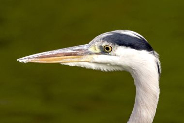 Vahşi gri balıkçıl / İngiltere