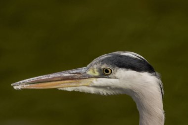 Vahşi gri balıkçıl / İngiltere