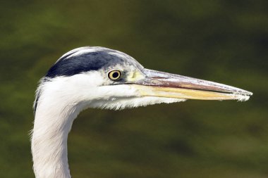 Vahşi gri balıkçıl / İngiltere