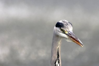 Vahşi gri balıkçıl / İngiltere