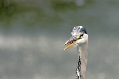 Vahşi gri balıkçıl / İngiltere