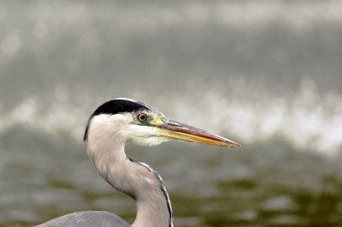 Vahşi gri balıkçıl / İngiltere