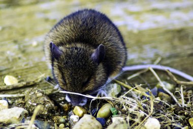 Vahşi oy / alan fare