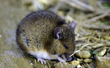 Vahşi oy / alan fare