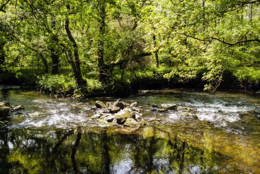 Cornish orman - Cornwall, Büyük Britanya