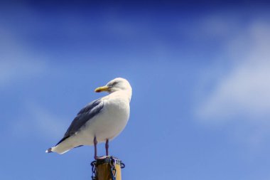 Vahşi martı dinlenme - Cornwall, Uik