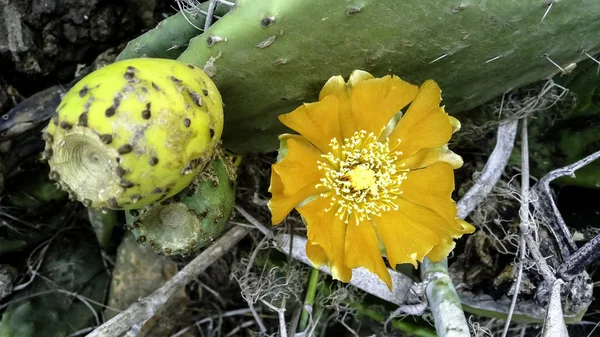 Opuntia Stricta Prickly Pear Cactus Lanzarote Îles Canaries Espagne — Photo