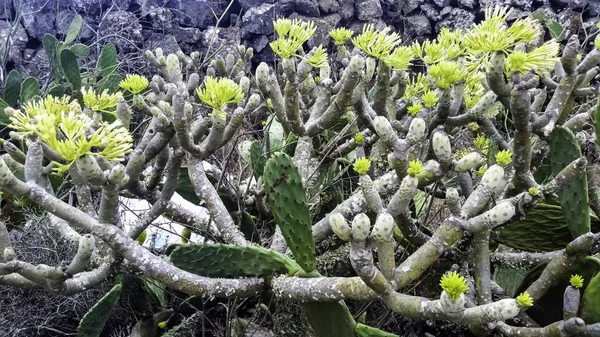 Opuntia Stricta Prickly Pear Cactus Lanzarote Kanarieöarna Spanien — Stockfoto