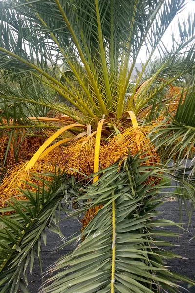 Date Palm / Phoenix Dactylifera with fruits