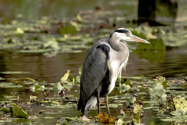 Garza Gris Salvaje Reino Unido —  Fotos de Stock