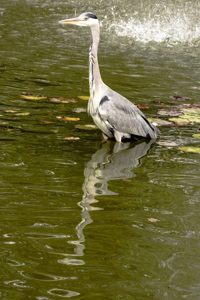 Wild Grey Heron Royaume Uni — Photo