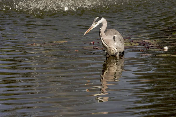 Garza Gris Salvaje Reino Unido —  Fotos de Stock