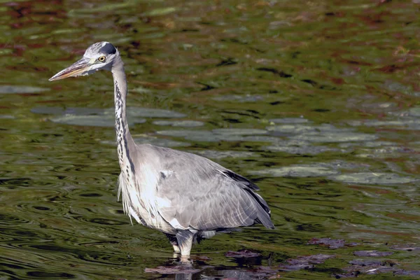 Wild Grey Heron Royaume Uni — Photo