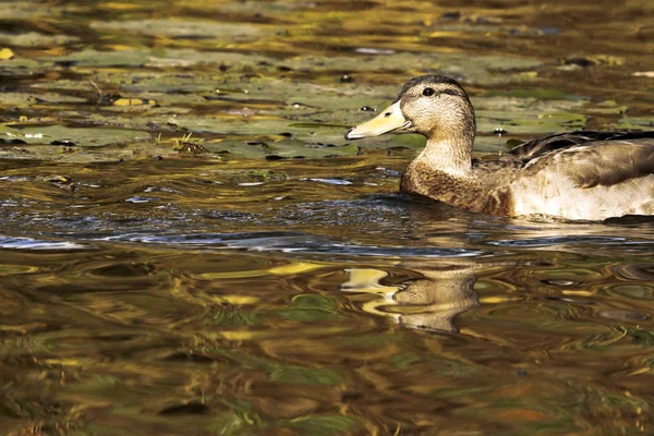 Natación Mallard Pato Salvaje Bedfont Lakes Country Park Londres Reino —  Fotos de Stock