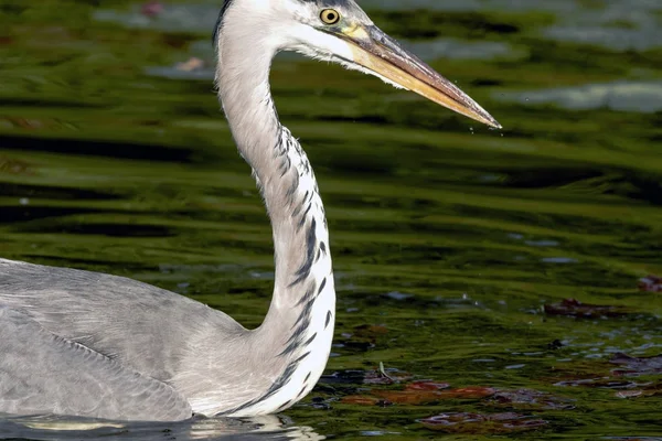 Garza Gris Salvaje Reino Unido —  Fotos de Stock