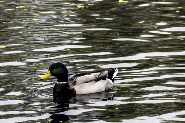 Yüzme Mallard / yaban ördeği Bedfont göller Country Park, Londra, İngiltere