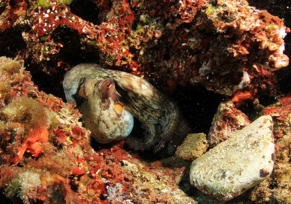 Wild Octopus Mediterranean Sea — Stock Photo, Image