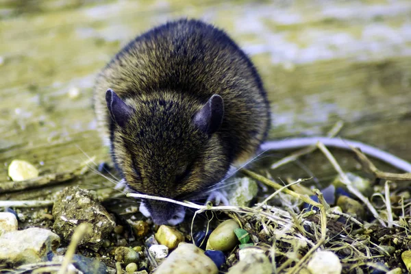 Vahşi oy / alan fare