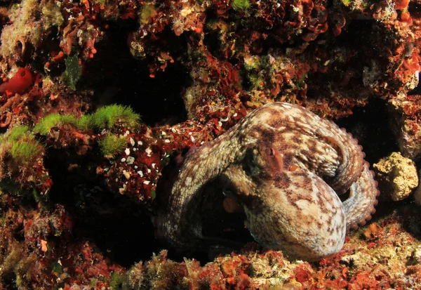 Wild Octopus Mediterranean Sea — Stock Photo, Image