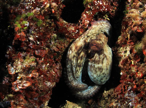 Wild Octopus Mediterranean Sea — Stock Photo, Image