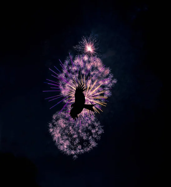 Vuurwerk Show Met Silhouette Van Een Vliegende Vogel Verenigd Koninkrijk — Stockfoto