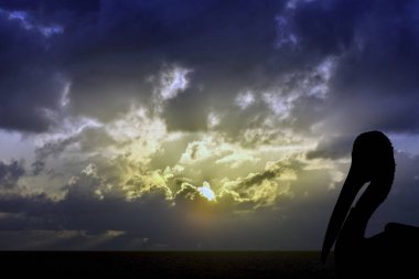 Okyanus - Los Cocoteros, Lanzarote, Kanarya Adaları, İspanya dramatik gündoğumu ile vahşi bir Pelikan silüeti