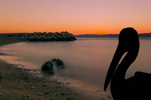 Silhueta Pelicano Selvagem Com Pôr Sol Podgora Makarska Riviera Croácia — Fotografia de Stock