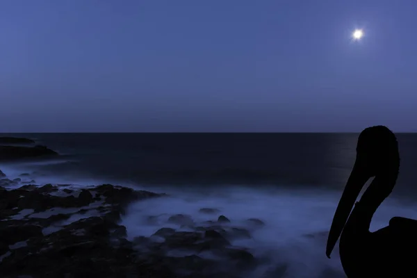 Silhouette Pélican Sauvage Avec Lune Sur Océan Los Cocoteros Lanzarote — Photo
