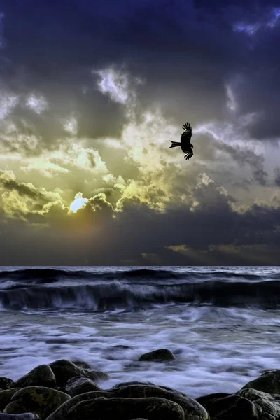 Dramatic Sunrise Sea Flying Falcon Gouves Crete Greece — Stock Photo, Image