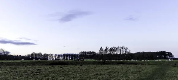 Sonnenuntergang Über Dem Tatton Park Mit Einer Herde Hirsche Hintergrund — Stockfoto