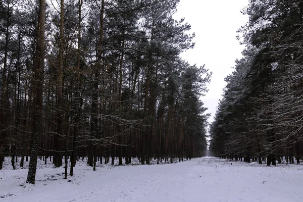 Kış Kampinos Milli Parkı Nda Polonya — Stok fotoğraf