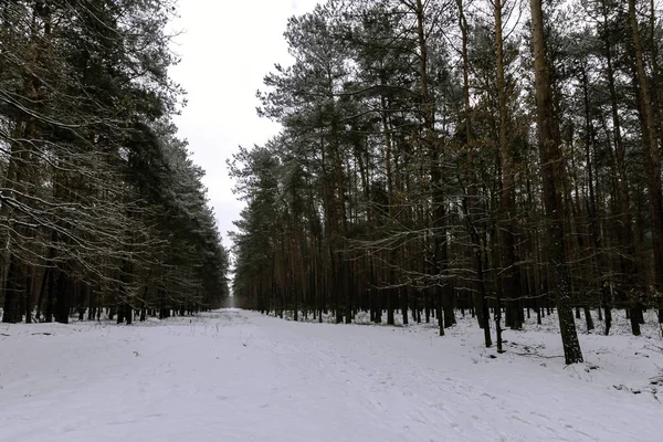 Kış Kampinos Milli Parkı Nda Polonya — Stok fotoğraf