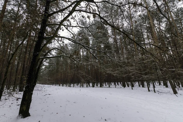 Зима Национальном Парке Кампинос Польша — стоковое фото