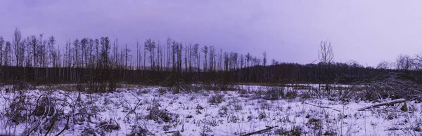 Sonnenuntergang Über Dem Nationalpark Kampinos Winter Polen — Stockfoto