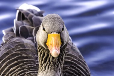 Wild greylag goose (Anser anser) in Bedfont Lakes Country Park - London, United Kingdom clipart