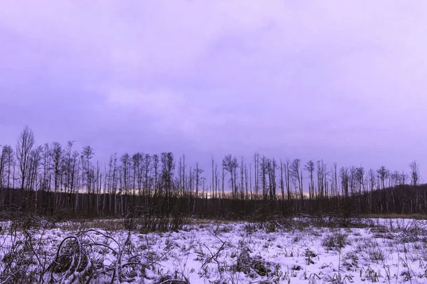 Günbatımı Üzerinde Kampinos Milli Parkı Kışın Polonya — Stok fotoğraf