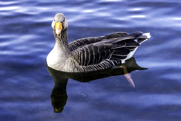 Wild Greylag Goose Anser Anser Bedfont Lakes Country Park Londres — Fotografia de Stock