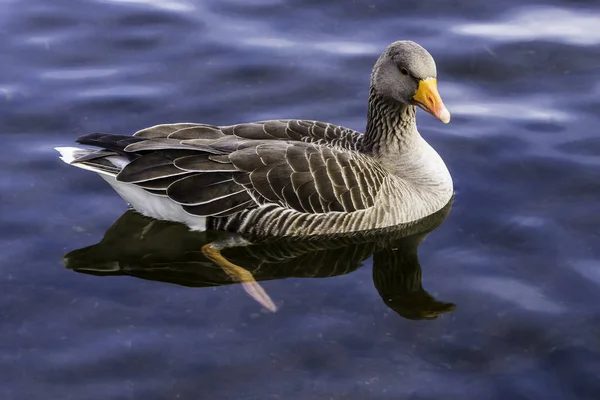 Wild Greylag Goose Anser Anser Bedfont Lakes Country Park Londra — Foto Stock