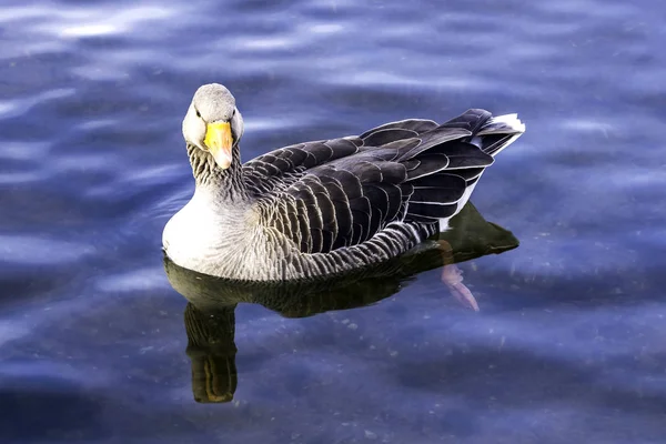 Wild Greylag Goose Anser Anser Bedfont Lakes Country Park London — Stock Photo, Image