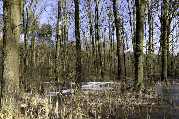 Gefrorener Sumpf Nationalpark Kampinos Polen — Stockfoto