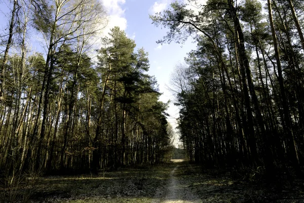 Dzień Słoneczny Zimowy Kampinoski Park Narodowy Polska — Zdjęcie stockowe