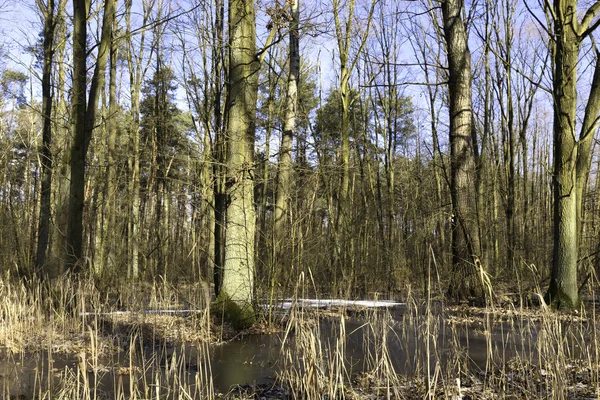 Gefrorener Sumpf Nationalpark Kampinos Polen — Stockfoto