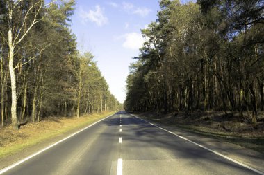 Güneşli kış günü Kampinos Milli Parkı'nda-Polonya