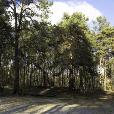 Güneşli kış günü Kampinos Milli Parkı'nda-Polonya