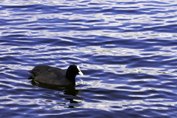 Avrasya Bedfont Göller Country Park Londra Birleşik Krallık Yüzme Sakarmeke — Stok fotoğraf